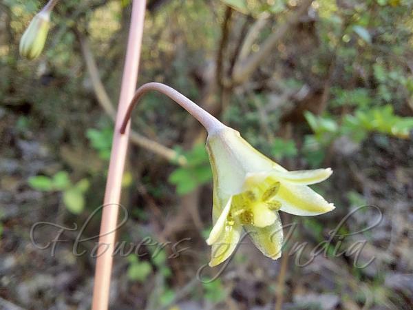 Indian Squill